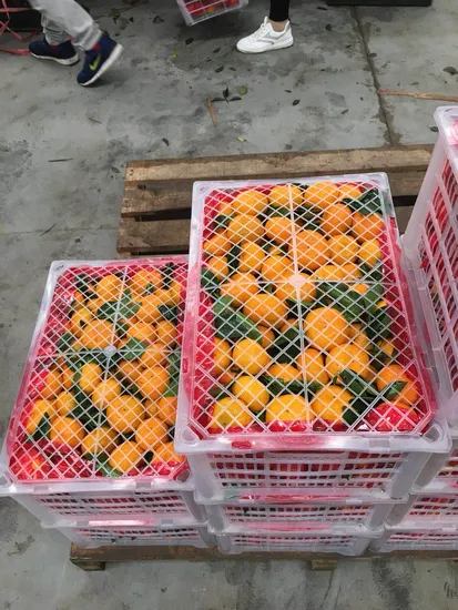 Newest Crop Navel Orange Exported Directly From The Factory