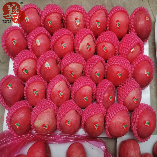 Свежий новый урожайный бумажный пакет Шаньдун FUJI Red FUJI Apple
