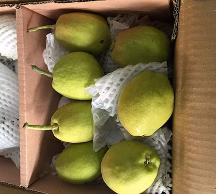 Высокое качество, китайская картонная коробка, высший сорт, груша с короной, Золотая груша, золотисто-желтый порт Циндао, сладкий, сочный, свежий, 100% зрелости